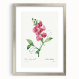 Neoclassical Art Print: Everlasting Pea by Redouté - Classic Floral Decor