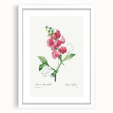 Neoclassical Art Print: Everlasting Pea by Redouté - Classic Floral Decor
