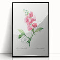 Neoclassical Art Print: Everlasting Pea by Redouté - Classic Floral Decor