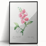Neoclassical Art Print: Everlasting Pea by Redouté - Classic Floral Decor