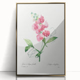 Neoclassical Art Print: Everlasting Pea by Redouté - Classic Floral Decor
