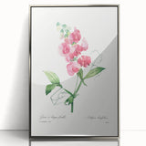 Neoclassical Art Print: Everlasting Pea by Redouté - Classic Floral Decor