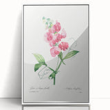 Neoclassical Art Print: Everlasting Pea by Redouté - Classic Floral Decor