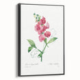 Neoclassical Art Print: Everlasting Pea by Redouté - Classic Floral Decor