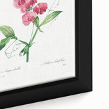 Neoclassical Art Print: Everlasting Pea by Redouté - Classic Floral Decor