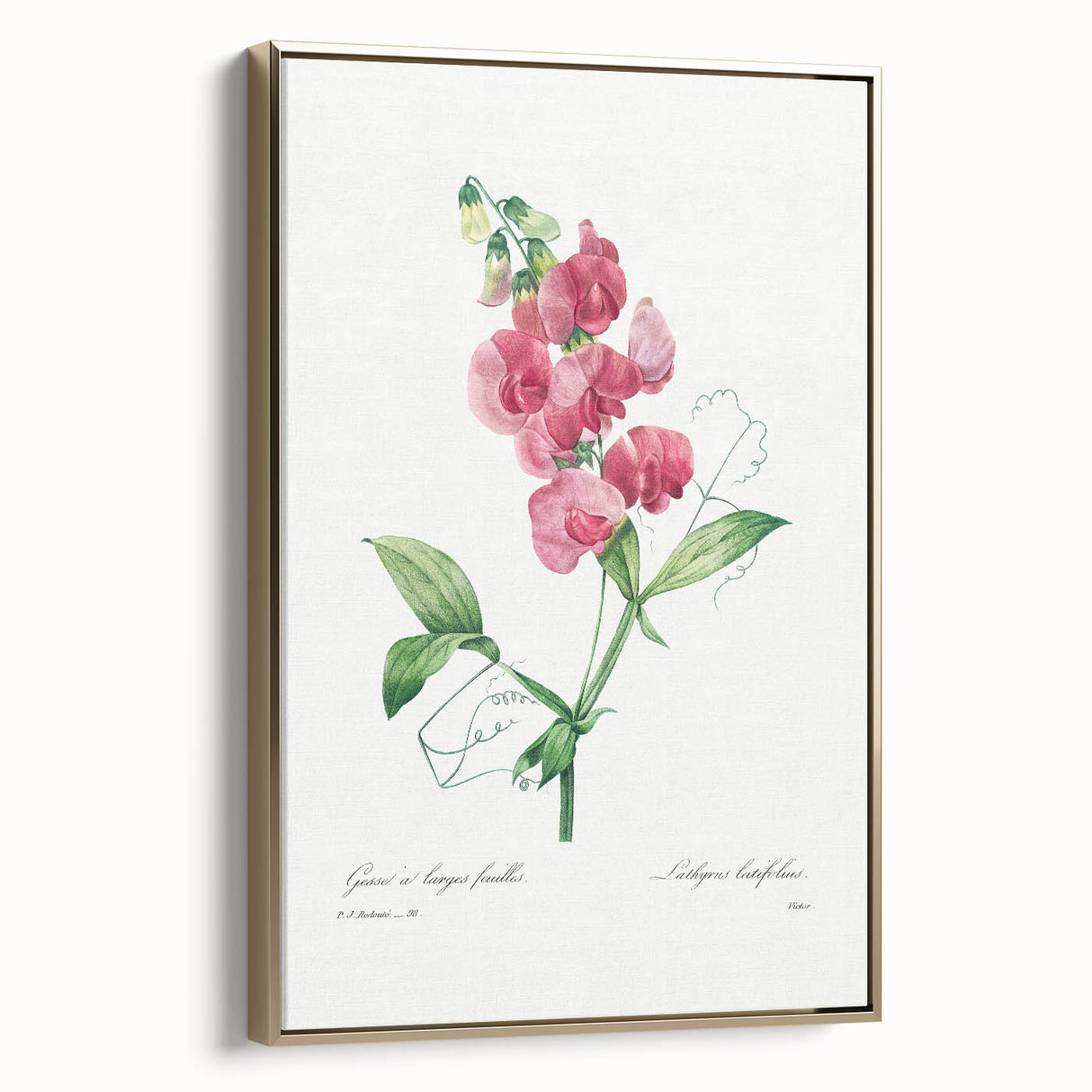 Neoclassical Art Print: Everlasting Pea by Redouté - Classic Floral Decor