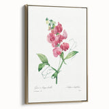 Neoclassical Art Print: Everlasting Pea by Redouté - Classic Floral Decor