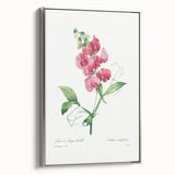 Neoclassical Art Print: Everlasting Pea by Redouté - Classic Floral Decor