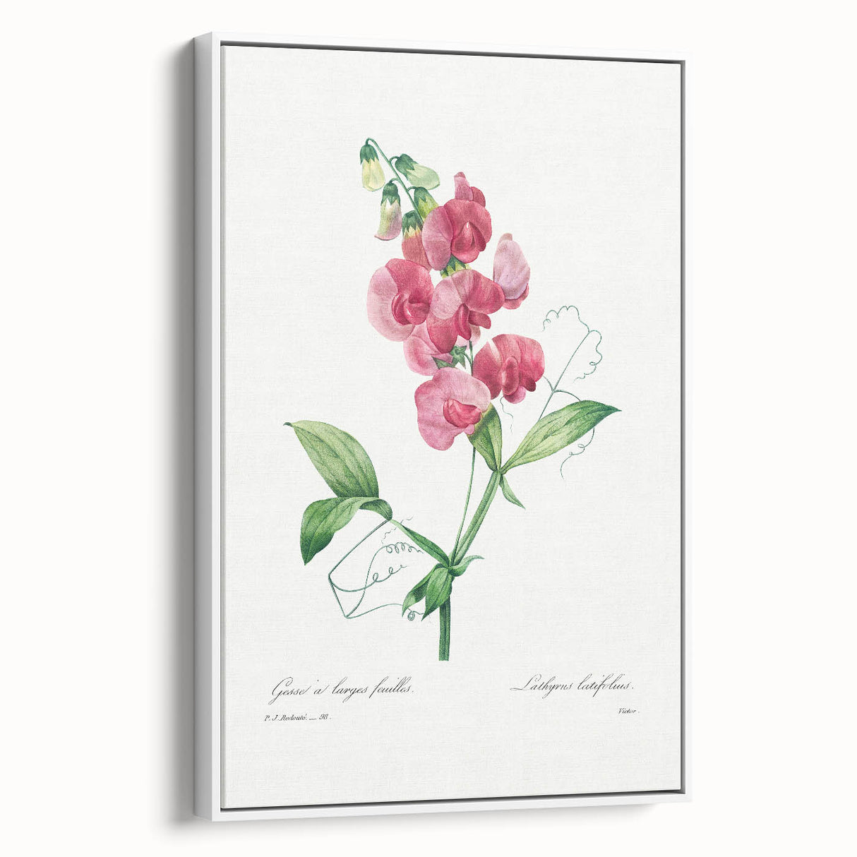 Neoclassical Art Print: Everlasting Pea by Redouté - Classic Floral Decor
