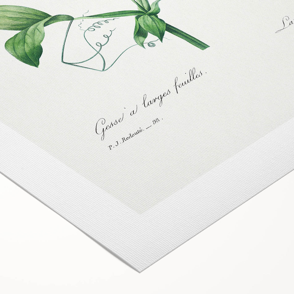 Neoclassical Art Print: Everlasting Pea by Redouté - Classic Floral Decor
