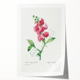 Neoclassical Art Print: Everlasting Pea by Redouté - Classic Floral Decor