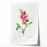 Neoclassical Art Print: Everlasting Pea by Redouté - Classic Floral Decor