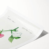 Neoclassical Art Print: Everlasting Pea by Redouté - Classic Floral Decor