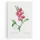 Neoclassical Art Print: Everlasting Pea by Redouté - Classic Floral Decor