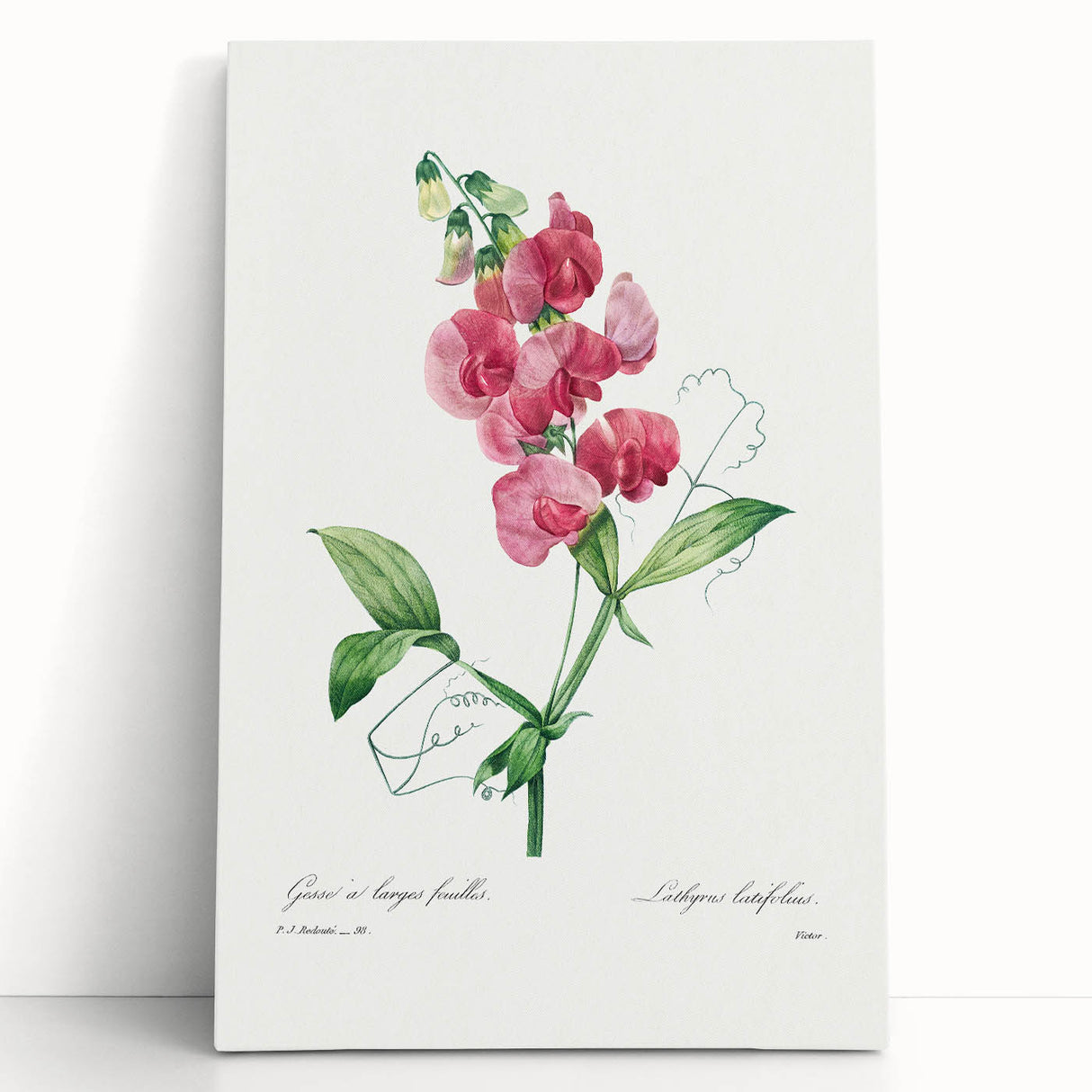 Neoclassical Art Print: Everlasting Pea by Redouté - Classic Floral Decor