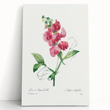 Neoclassical Art Print: Everlasting Pea by Redouté - Classic Floral Decor