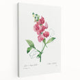 Neoclassical Art Print: Everlasting Pea by Redouté - Classic Floral Decor