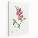 Neoclassical Art Print: Everlasting Pea by Redouté - Classic Floral Decor