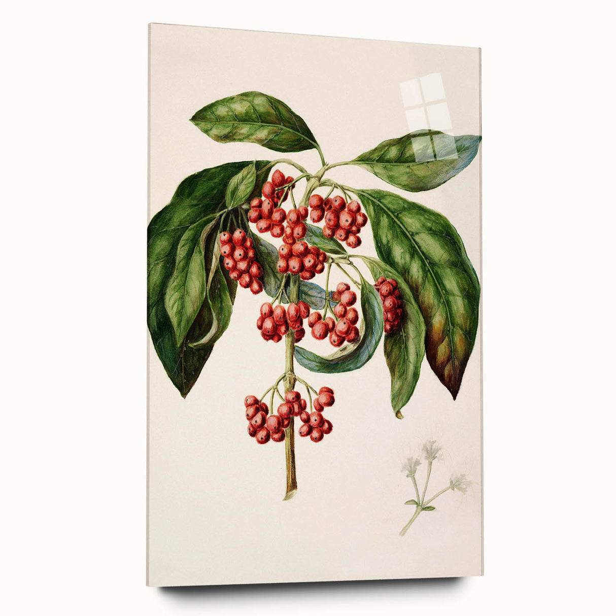 Antique Botanical Print - Coprosma australis by Sarah Featon Canvas