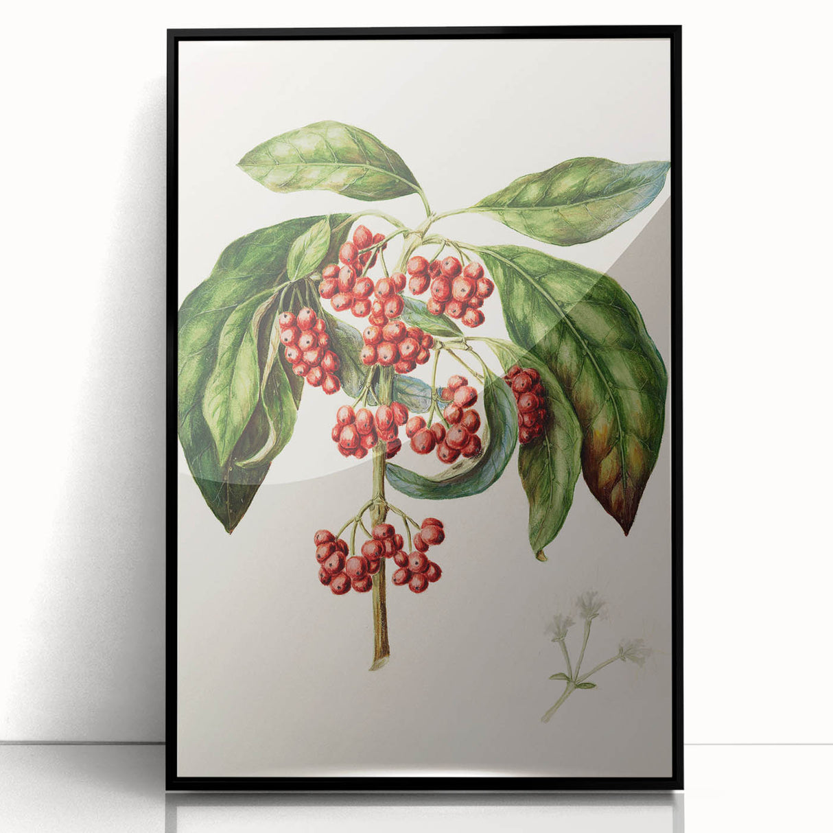 Antique Botanical Print - Coprosma australis by Sarah Featon Canvas
