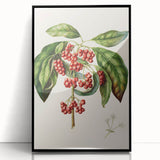 Antique Botanical Print - Coprosma australis by Sarah Featon Canvas