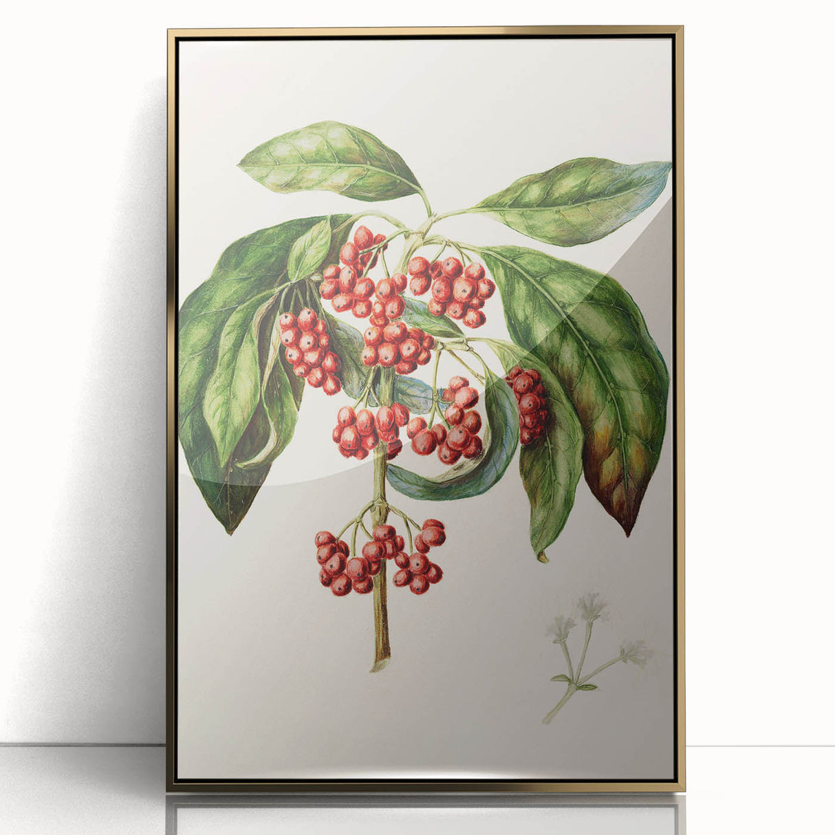 Antique Botanical Print - Coprosma australis by Sarah Featon Canvas