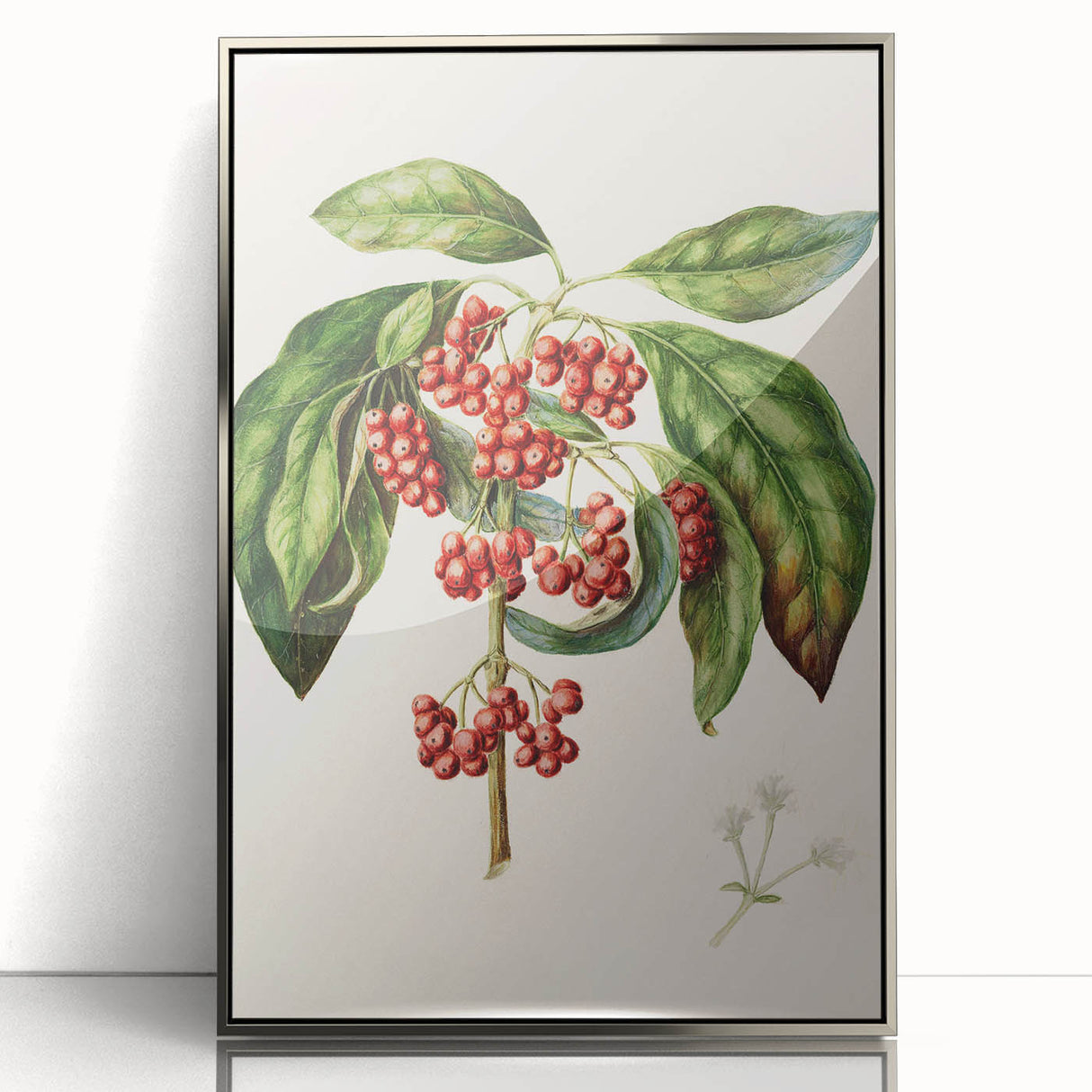 Antique Botanical Print - Coprosma australis by Sarah Featon Canvas