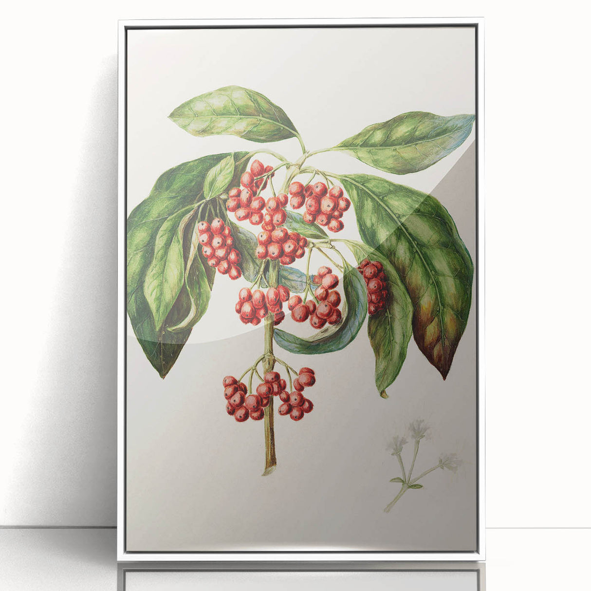 Antique Botanical Print - Coprosma australis by Sarah Featon Canvas