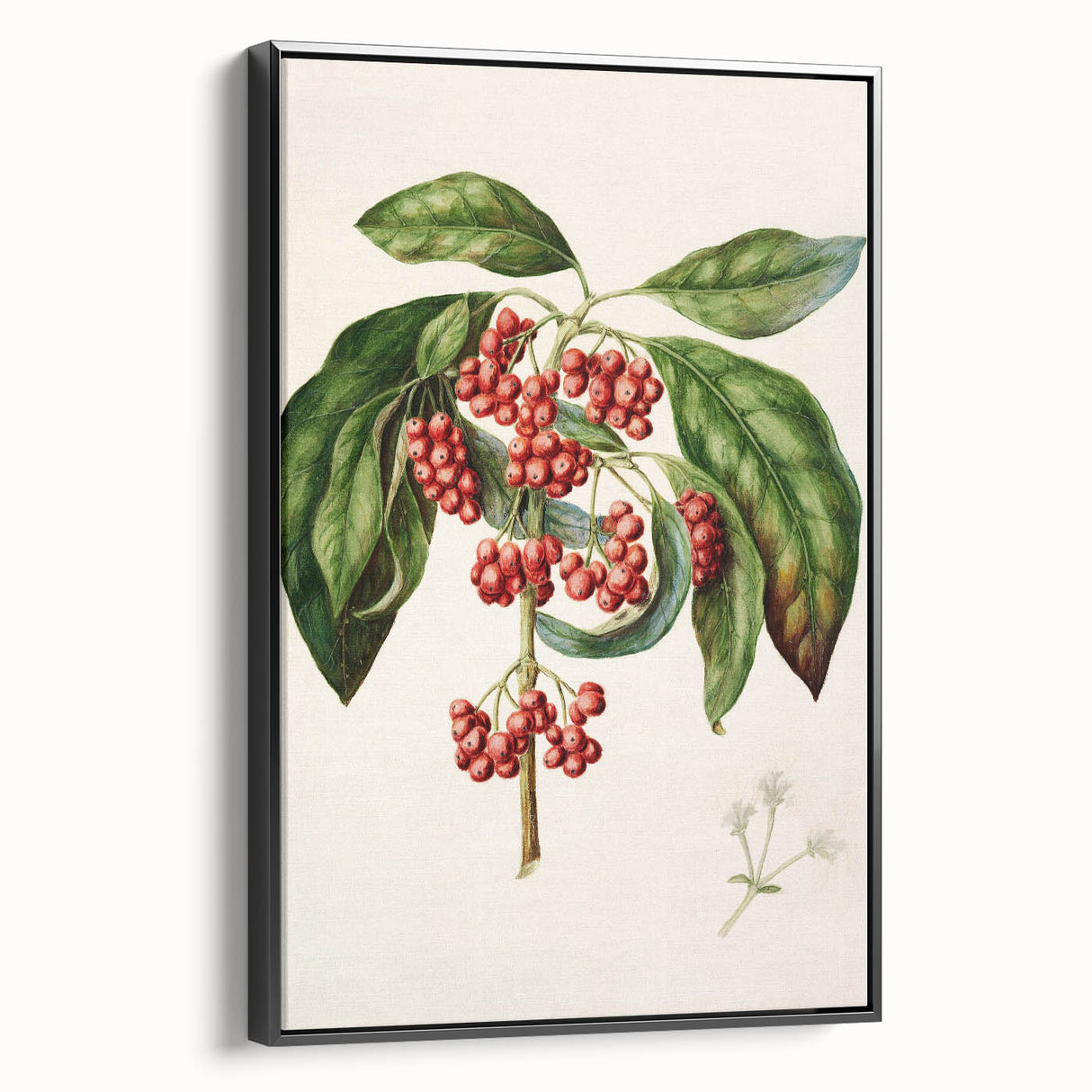 Antique Botanical Print - Coprosma australis by Sarah Featon Canvas