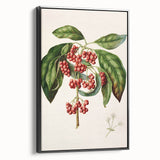 Antique Botanical Print - Coprosma australis by Sarah Featon Canvas