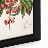 Antique Botanical Print - Coprosma australis by Sarah Featon Canvas