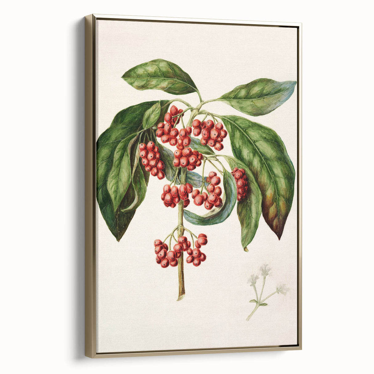 Antique Botanical Print - Coprosma australis by Sarah Featon Canvas