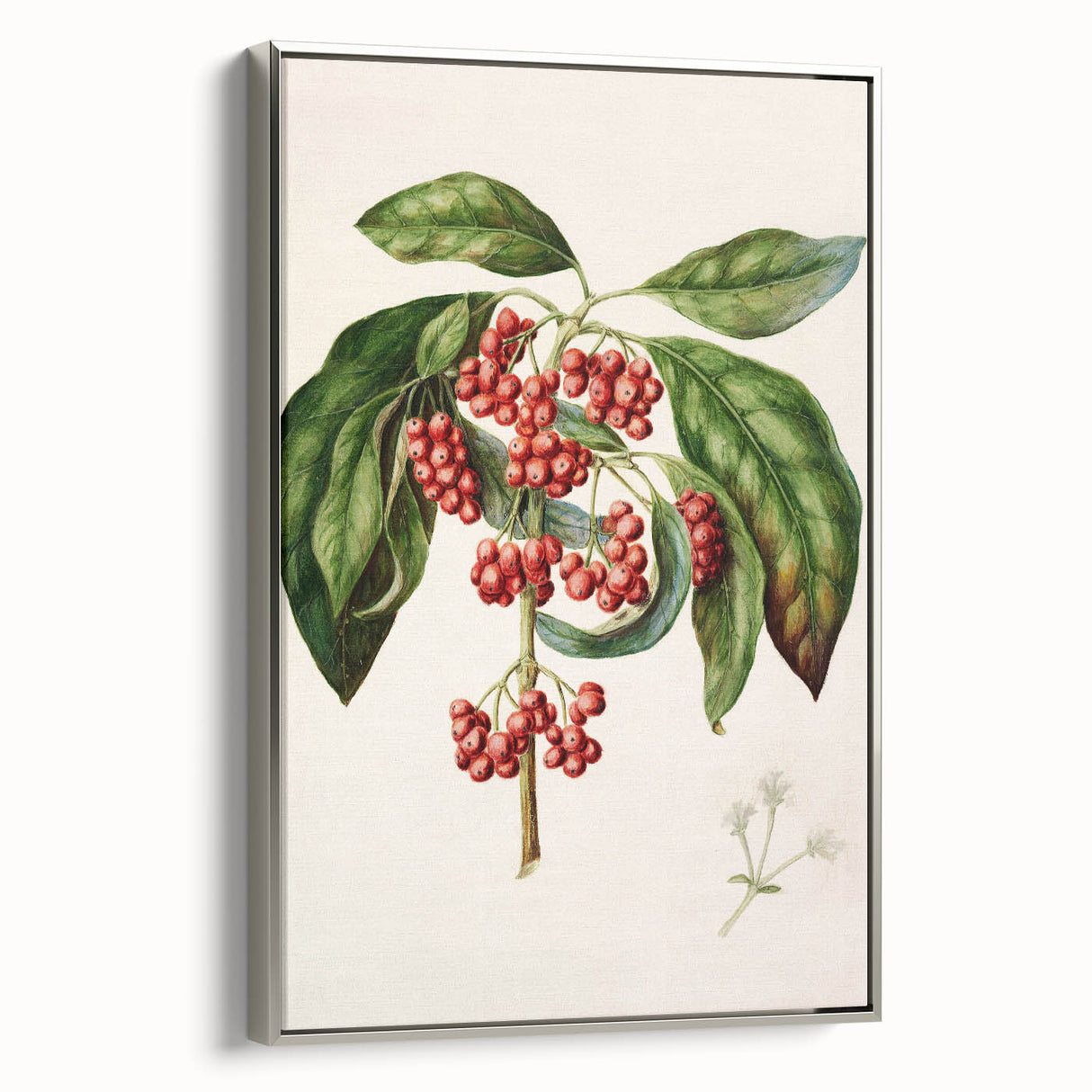 Antique Botanical Print - Coprosma australis by Sarah Featon Canvas