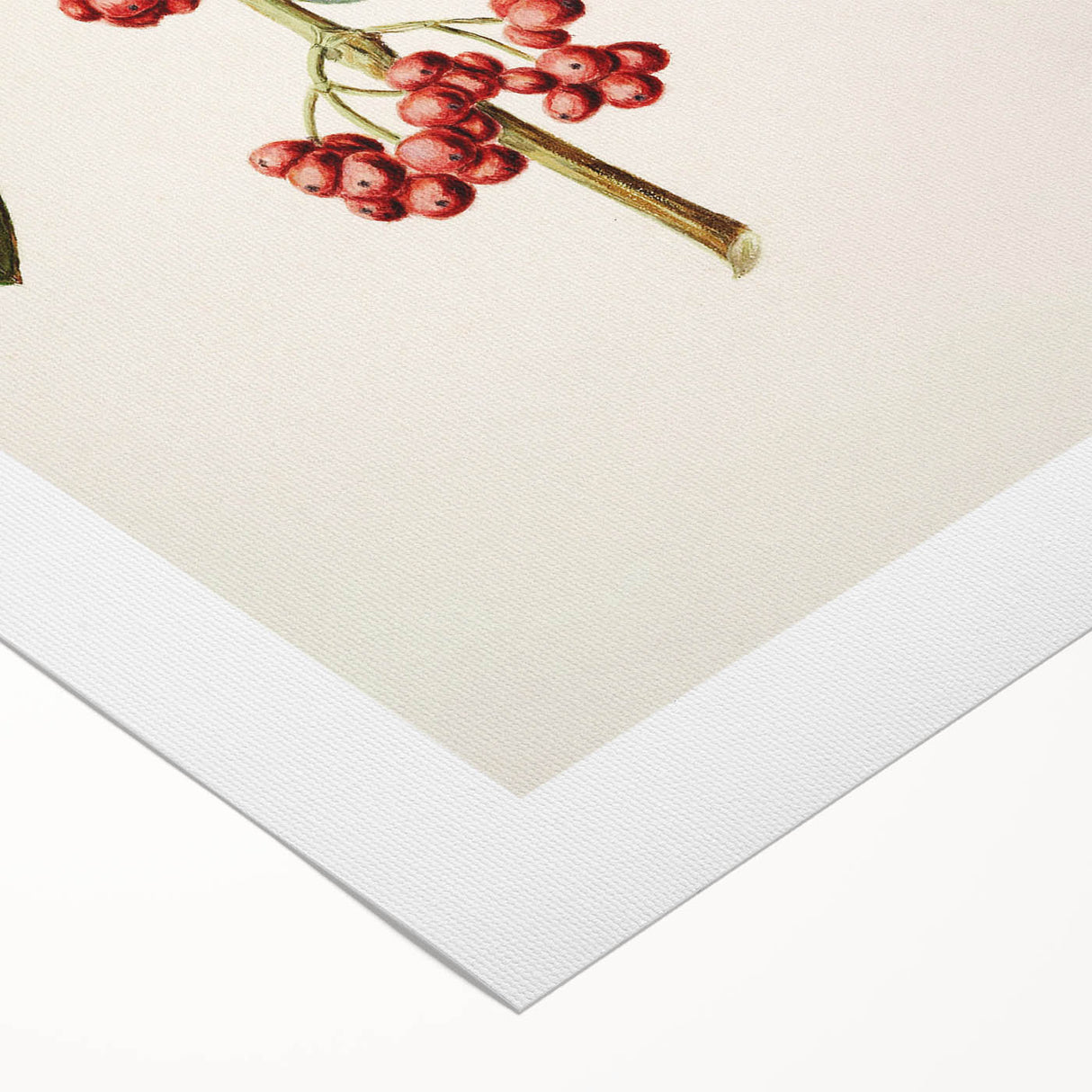 Antique Botanical Print - Coprosma australis by Sarah Featon Canvas