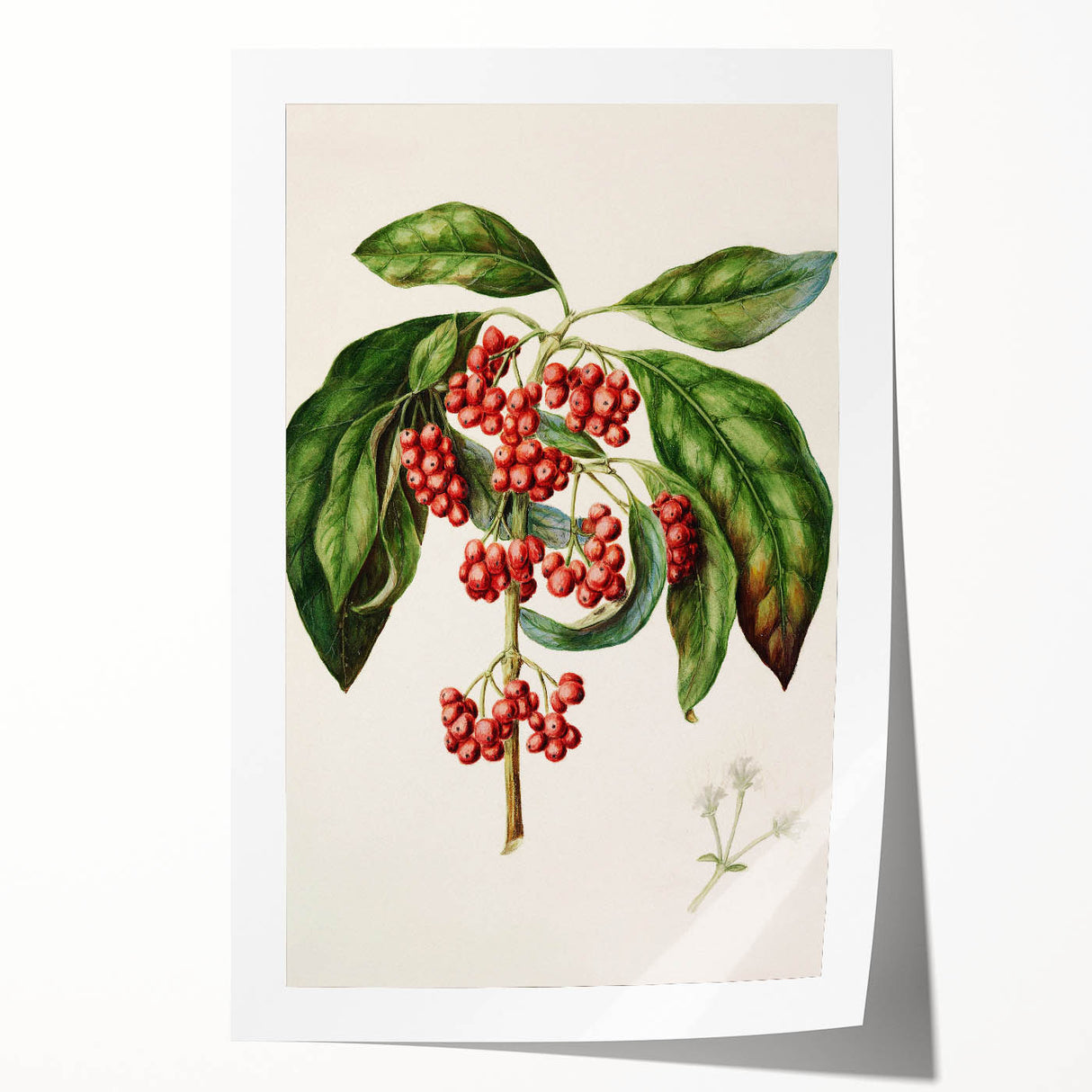 Antique Botanical Print - Coprosma australis by Sarah Featon Canvas