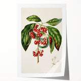 Antique Botanical Print - Coprosma australis by Sarah Featon Canvas