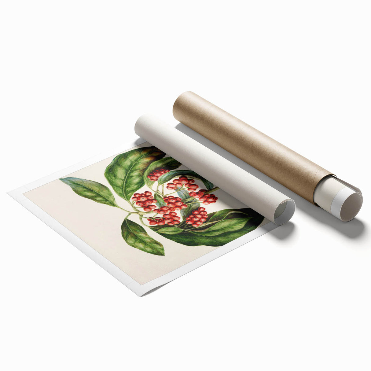 Antique Botanical Print - Coprosma australis by Sarah Featon Canvas