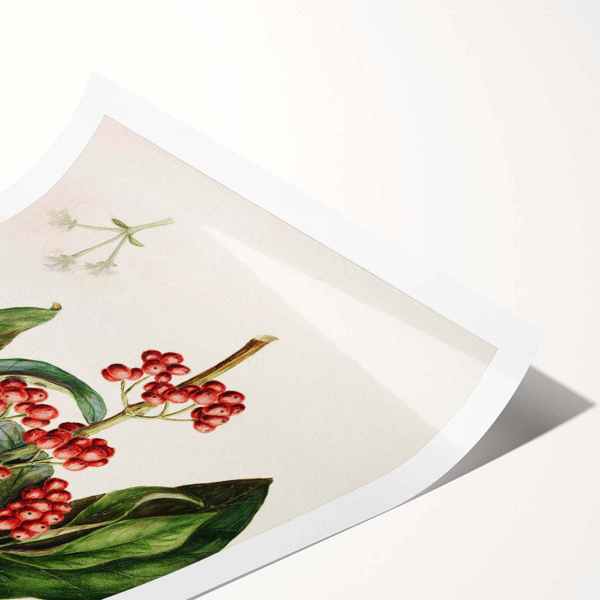 Antique Botanical Print - Coprosma australis by Sarah Featon Canvas