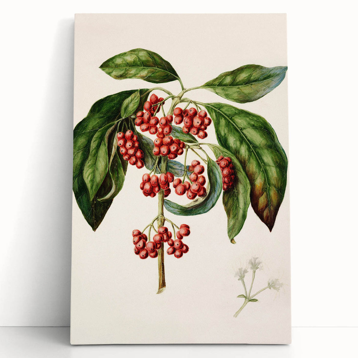 Antique Botanical Print - Coprosma australis by Sarah Featon Canvas