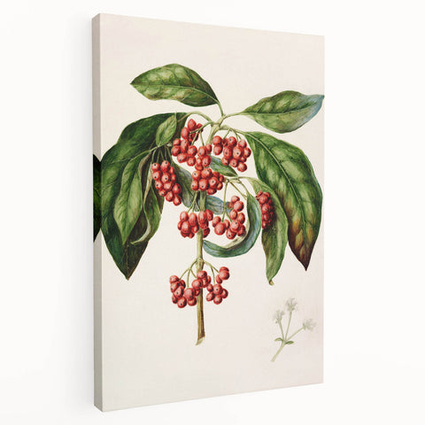 Antique Botanical Print - Coprosma australis by Sarah Featon Canvas
