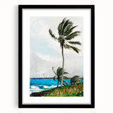 Palm Tree, Nassau Realism Art Print - Tropical Coastal Canvas Decor
