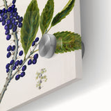 Classical Realism Plant Art - Detailed Mahoe Botanical Art Print