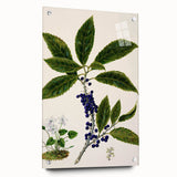 Classical Realism Plant Art - Detailed Mahoe Botanical Art Print