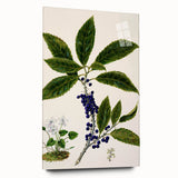 Classical Realism Plant Art - Detailed Mahoe Botanical Art Print