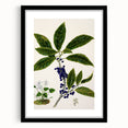 Classical Realism Plant Art - Detailed Mahoe Botanical Art Print