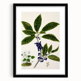 Classical Realism Plant Art - Detailed Mahoe Botanical Art Print