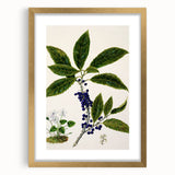 Classical Realism Plant Art - Detailed Mahoe Botanical Art Print