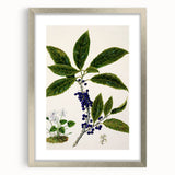 Classical Realism Plant Art - Detailed Mahoe Botanical Art Print