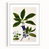 Classical Realism Plant Art - Detailed Mahoe Botanical Art Print