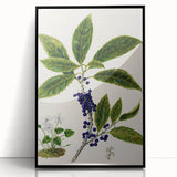 Classical Realism Plant Art - Detailed Mahoe Botanical Art Print